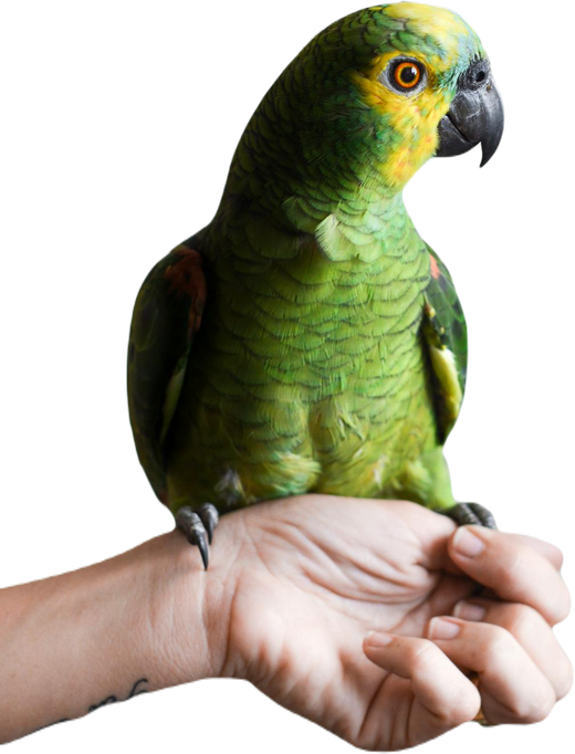 Papagaio