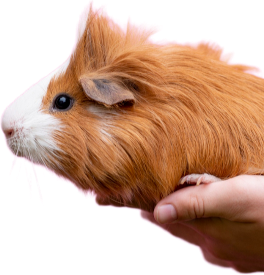 Porquinho-da-índia