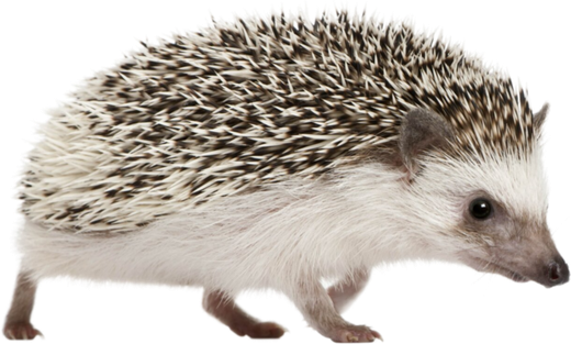 Ouriço