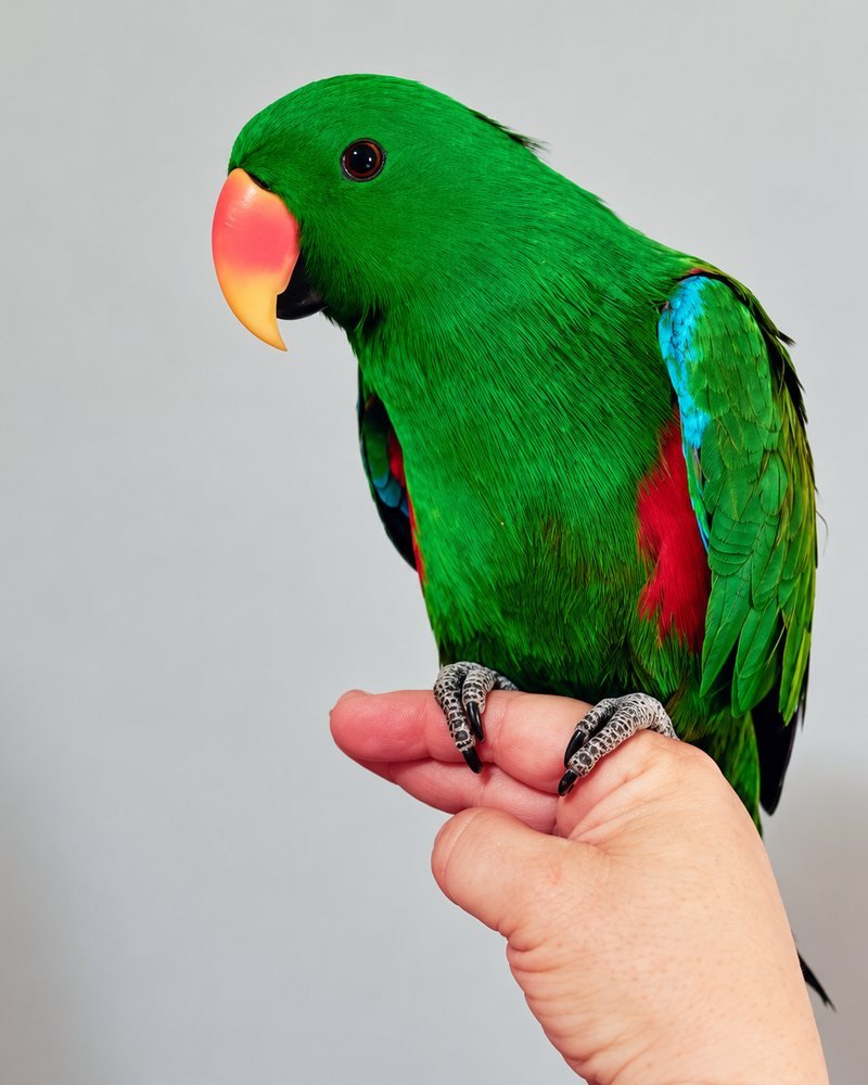 Aves
