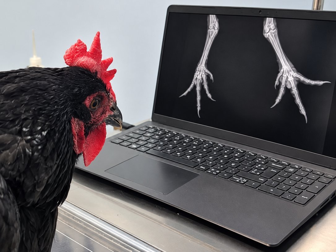 Raio-x digital em aves