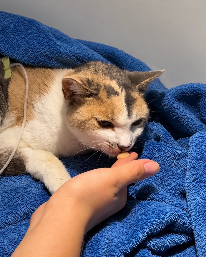 Gata internada recebendo petisco